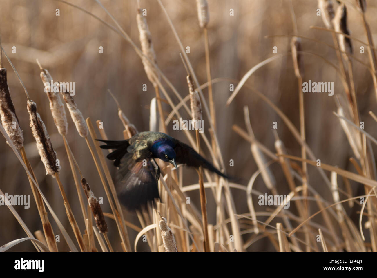 Common grackle, Quiscalus quiscula, taking flight from its perch on a cattail, Big Lake, Alberta Stock Photo