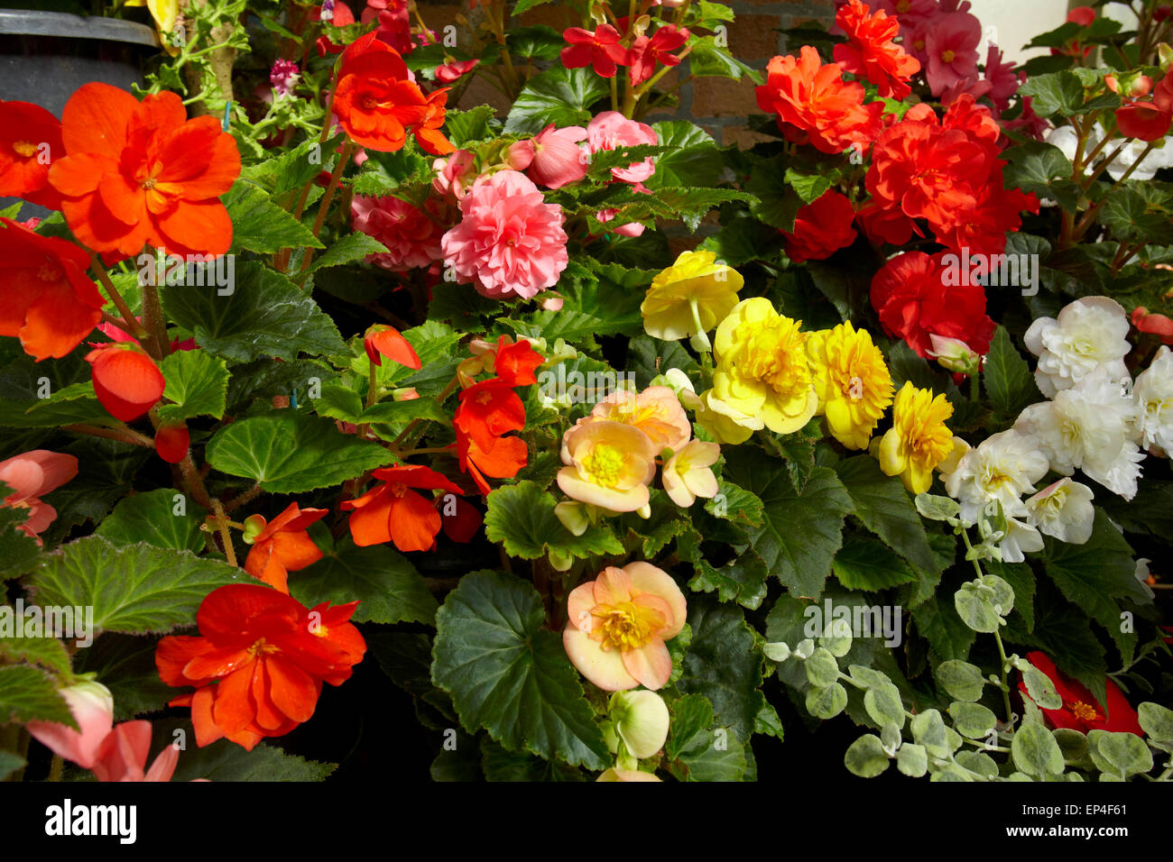 Begonias hires stock photography and images Alamy