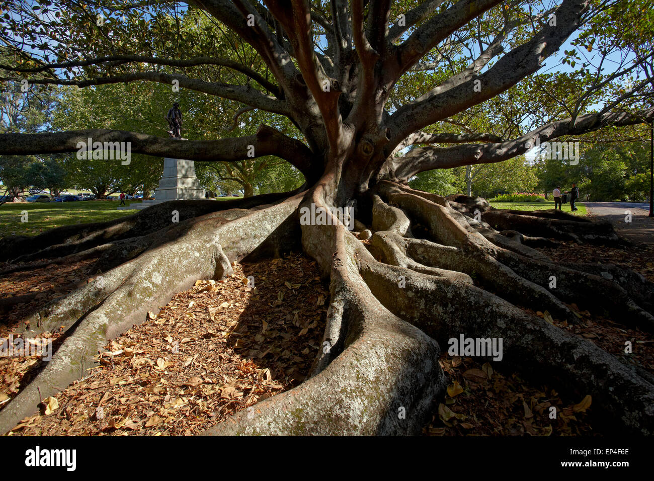 Moreton Fig Tree (Ficus Macrophylla), Auckland Domain, Auckland, North Island, New Zealand Stock Photo