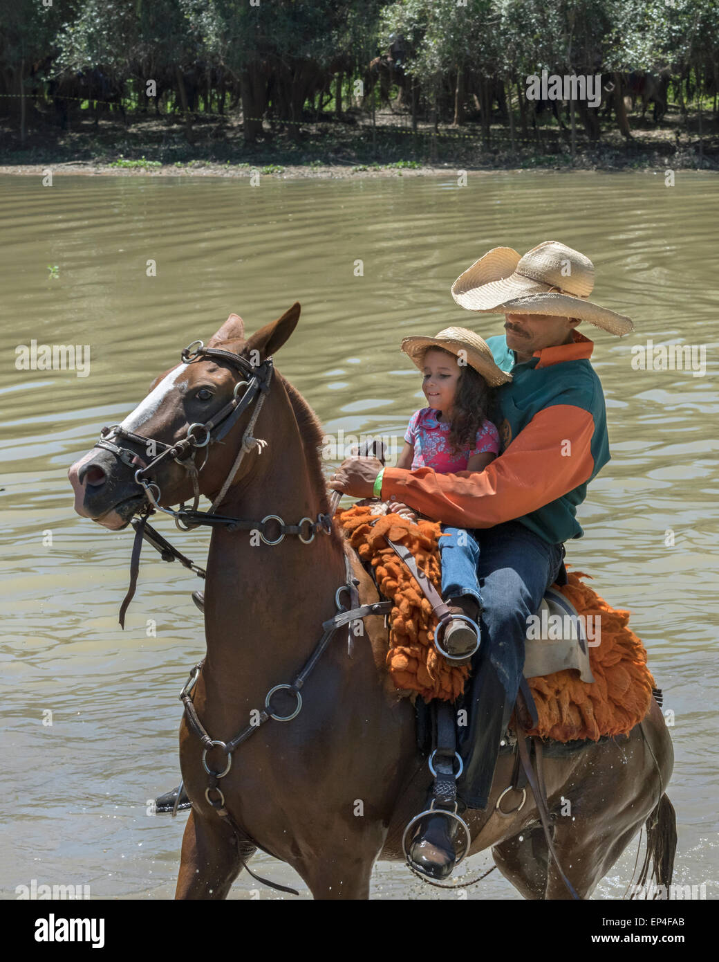 Rio Grande do Sul saddle gaucho crioulo horse fleece brown brownish lasso  rs rio grande do sul travel brazil animal mammal Stock Photo - Alamy