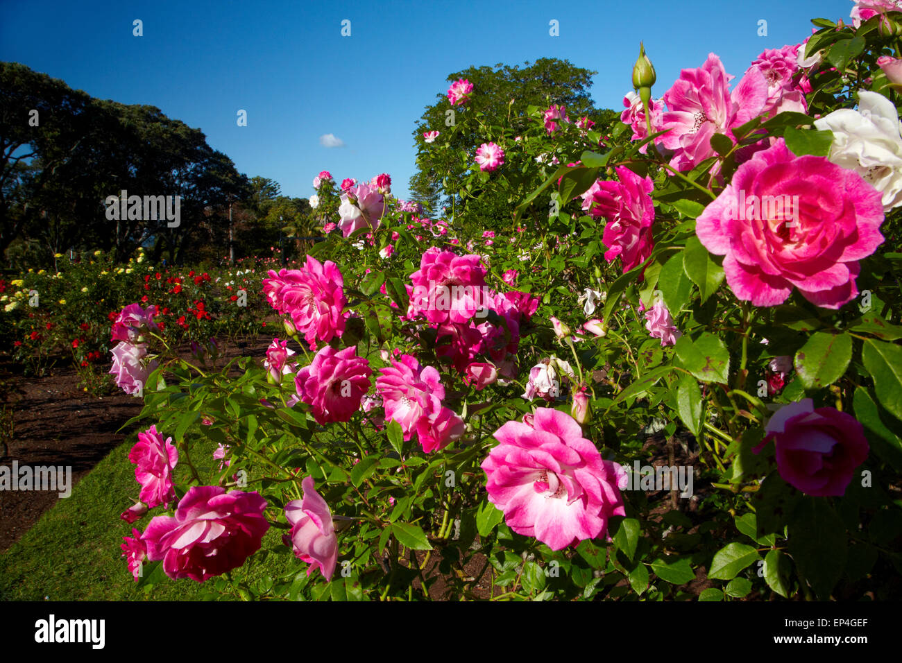 Pink Roses, Parnell Rose Gardens, Dove Myer Robinson Park, Parnell, Auckland, North Island, New Zealand Stock Photo