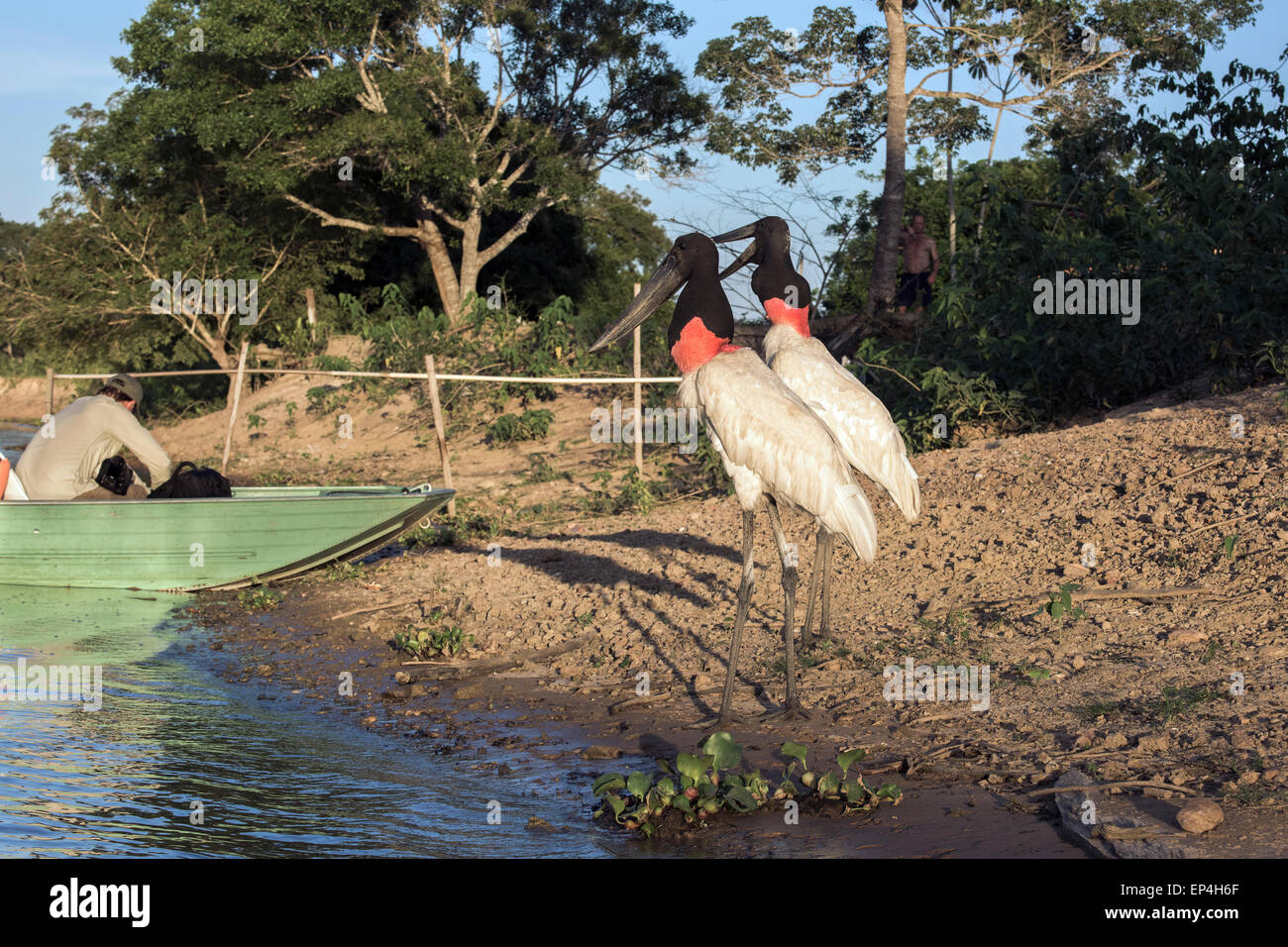Hey mister, got any fish!  Jabiru storks begging for leftovers, Pixaim River, Pantanal, Brazil Stock Photo