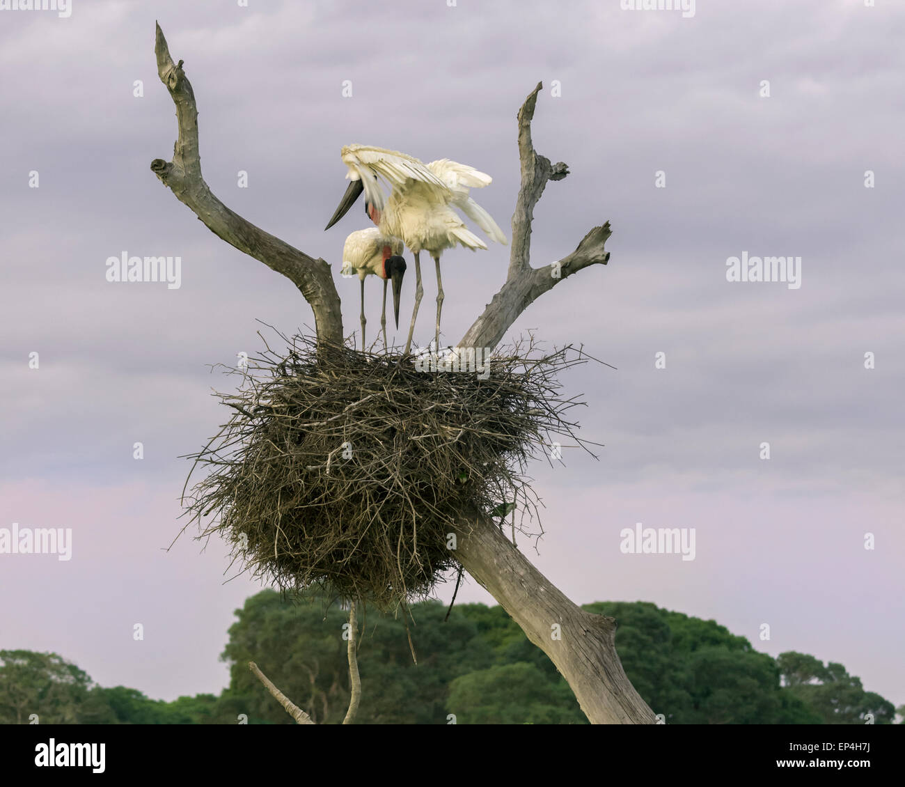 Jabiru stork pair getting ready to leave their nest at sunrise, Fazenda St Tereza, Pantanal, Brazil Stock Photo