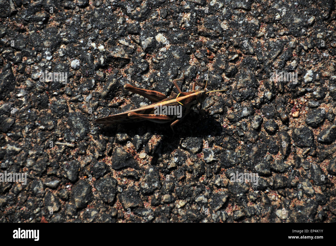 Brown grass hopper on a road. Stock Photo