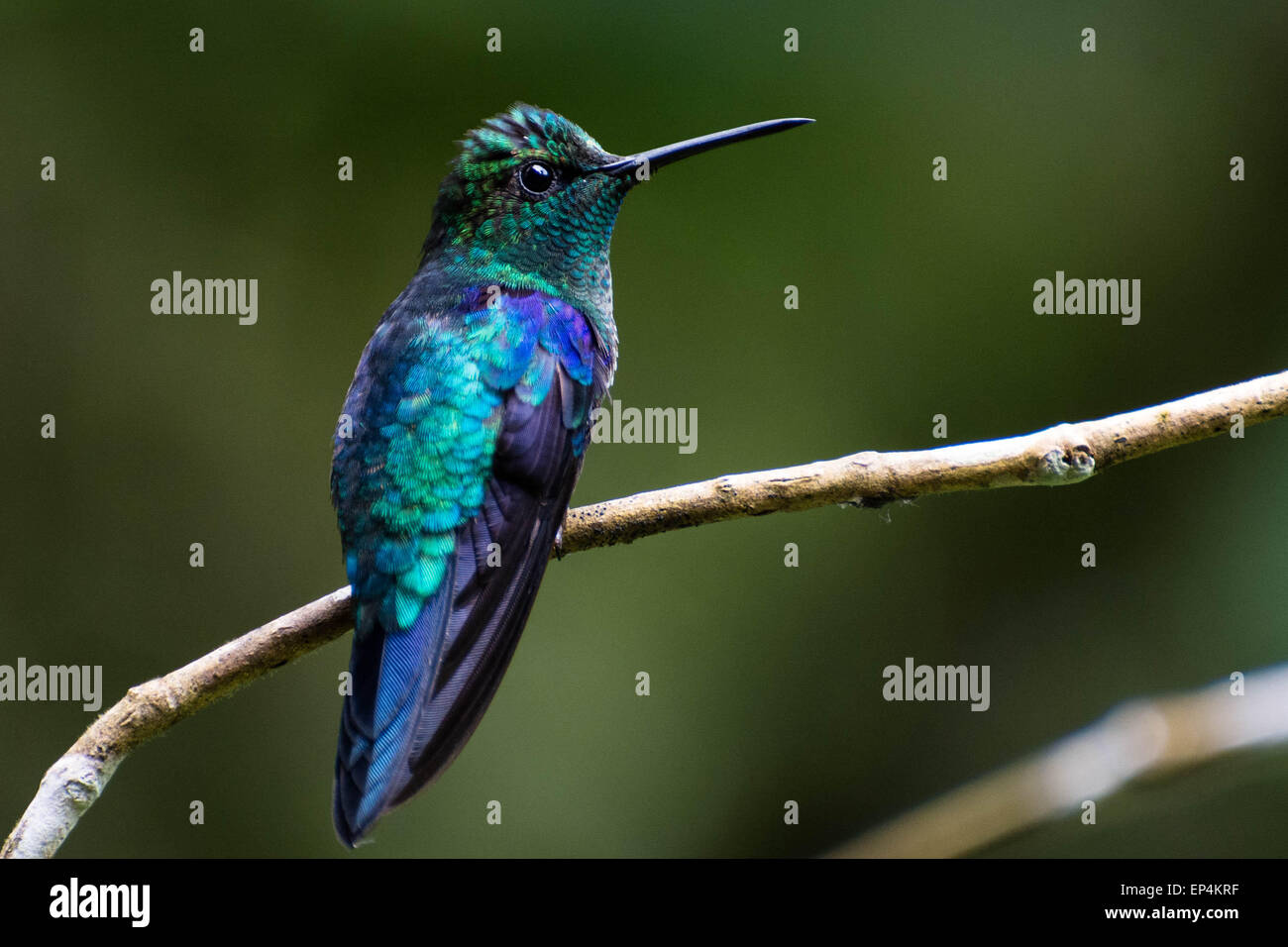 A Violet-bellied hummingbird (Juliamyia julie) perches on a branch in the tropical forest of Mindo, Ecuador. Stock Photo