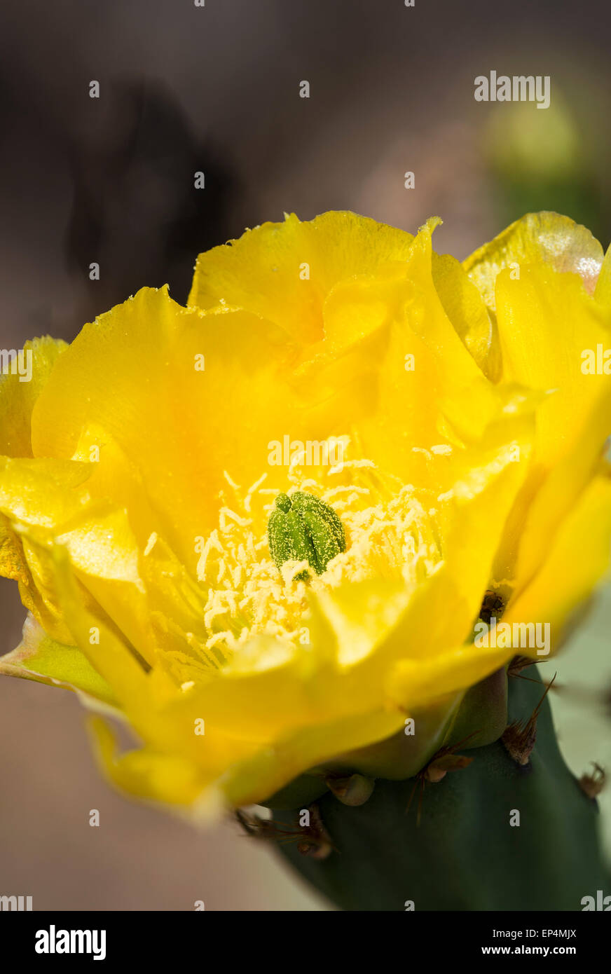 Engelmann prickly pear (Opuntia engelmannii) cactus blossoms, Dutchman's Trail out of First Water, Superstition Wilderness Area, Stock Photo