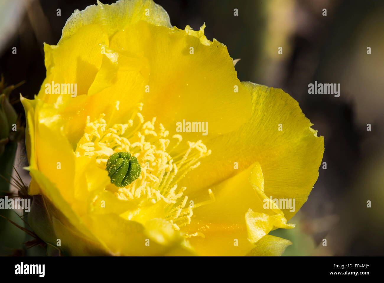Engelmann prickly pear (Opuntia engelmannii) cactus blossoms, Dutchman's Trail out of First Water, Superstition Wilderness Area, Stock Photo