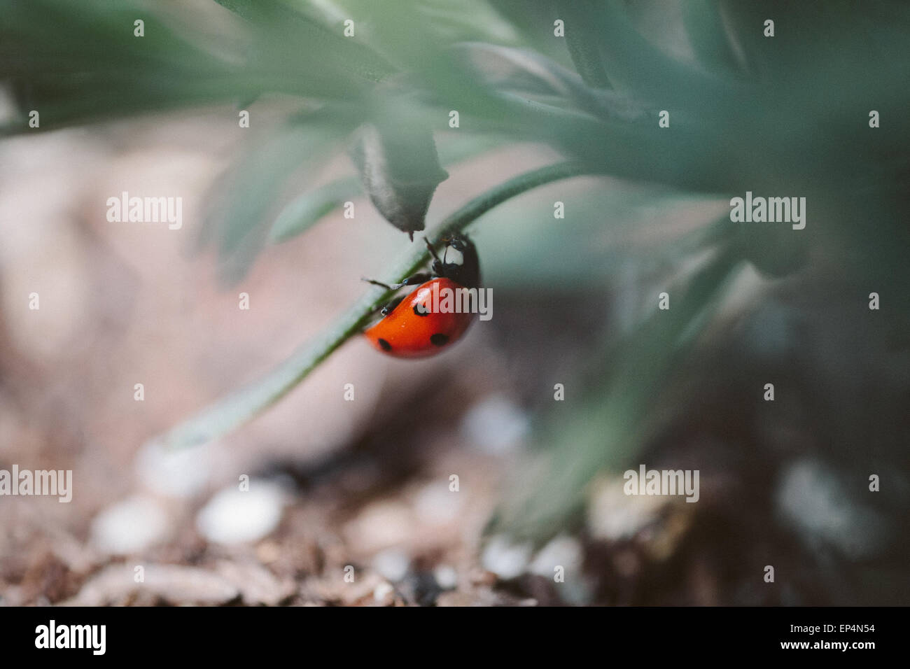Ladybug climbing on a lavender leaf Stock Photo
