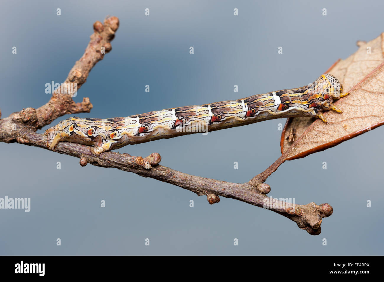 A Woolly Gray Moth (Lycia ypsilon) caterpillar (larva) mimics a twig