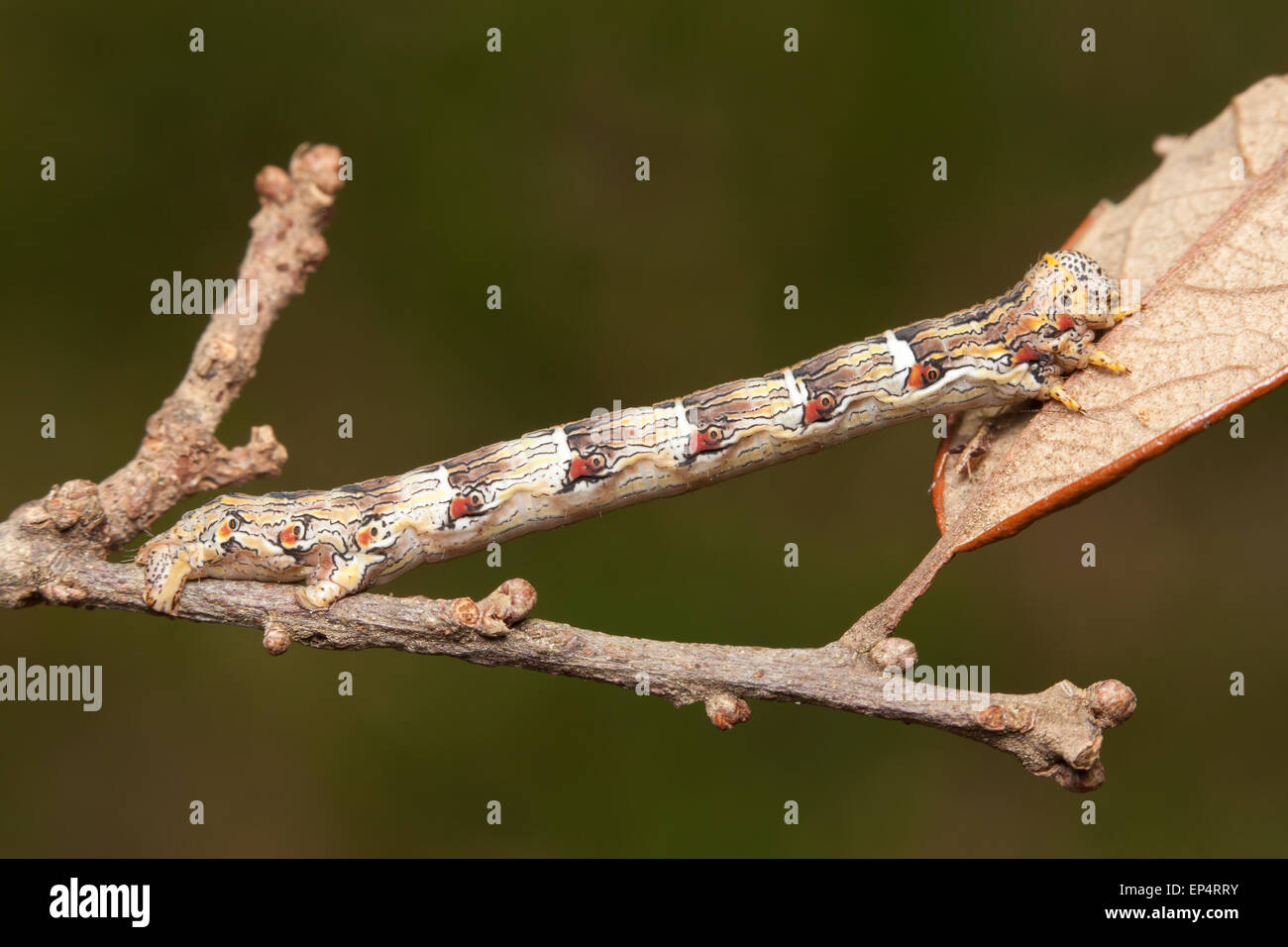 A Woolly Gray Moth (Lycia ypsilon) caterpillar (larva) mimics a twig Stock Photo
