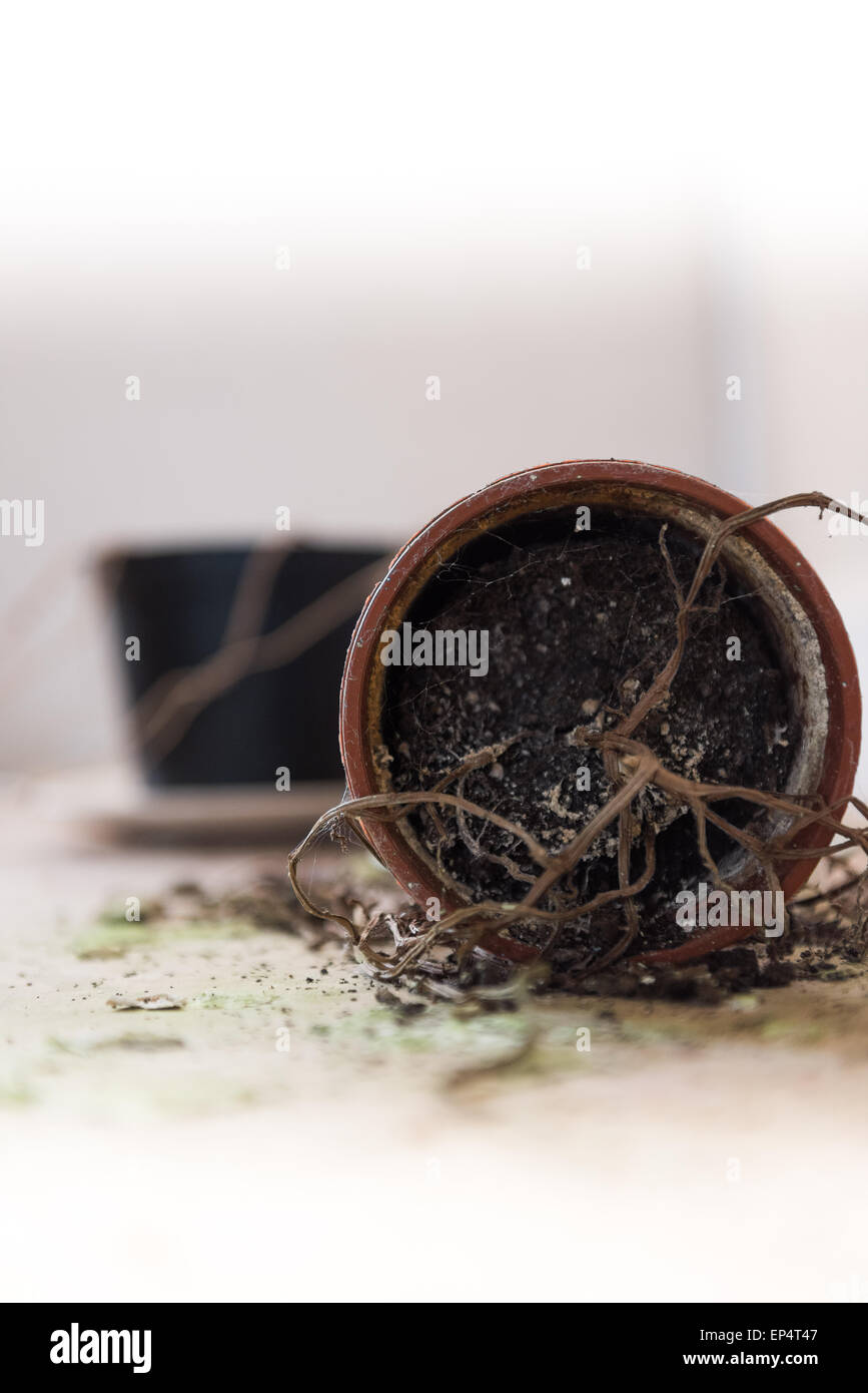 Completely dead plant in a tipped over flower pot, highkey Stock Photo