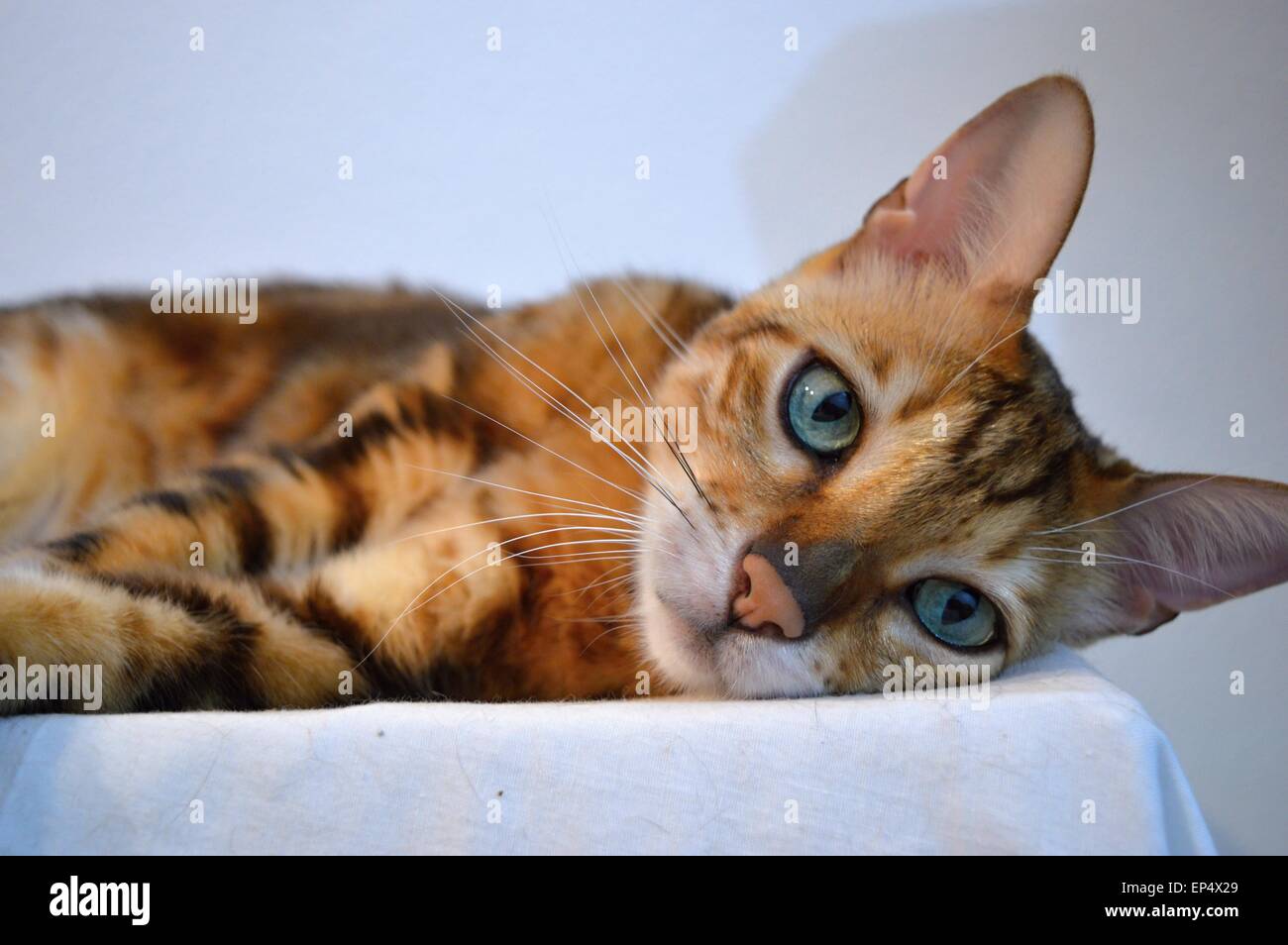 Lying Marble Bengal Cat with green eyes Stock Photo