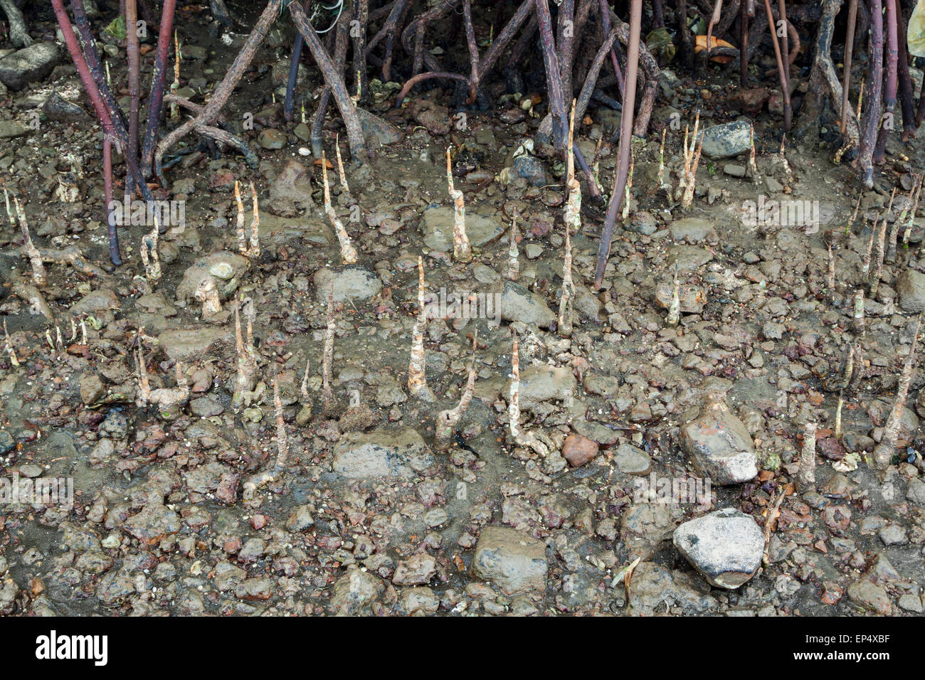 Roots of a mangrove tree hi-res stock photography and images - Alamy