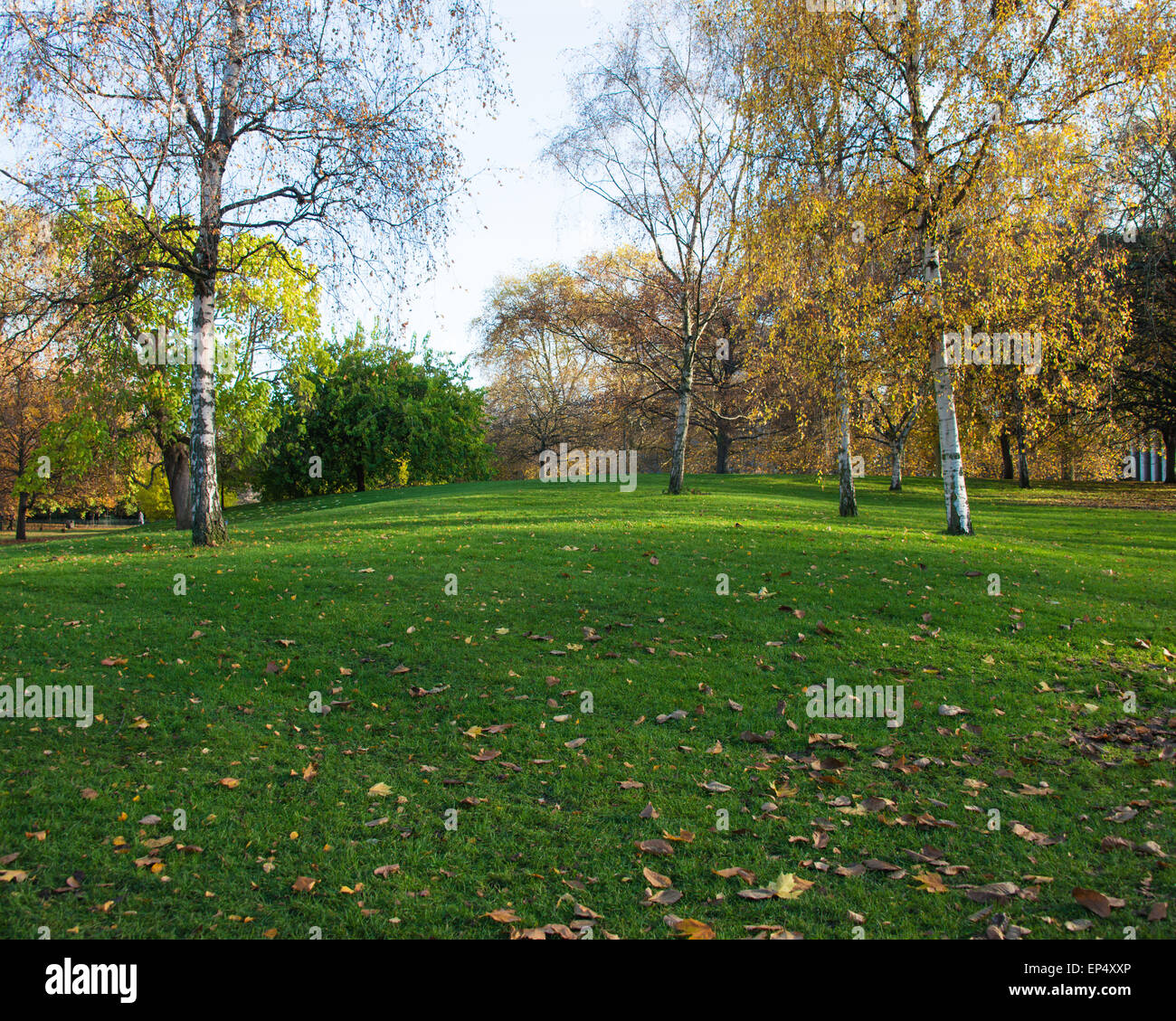 Fall autumn season in the forest Stock Photo - Alamy