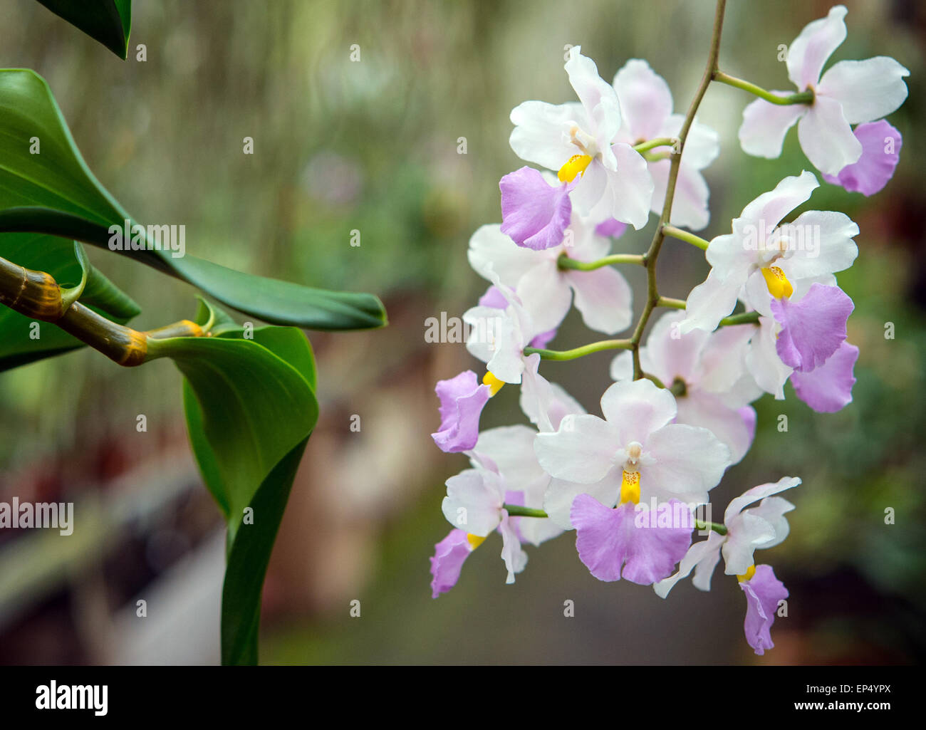 Grossraeschen, Germany. 08th Apr, 2015. An orchid, carrying the botanical name Cuitlauzina pendula, blossoms in the greenhouse of orchids grower Hans-Joachim Wlodarczyk in Grossraeschen, Germany, 08 April 2015. Photo: Patrick Pleul/dpa/Alamy Live News Stock Photo