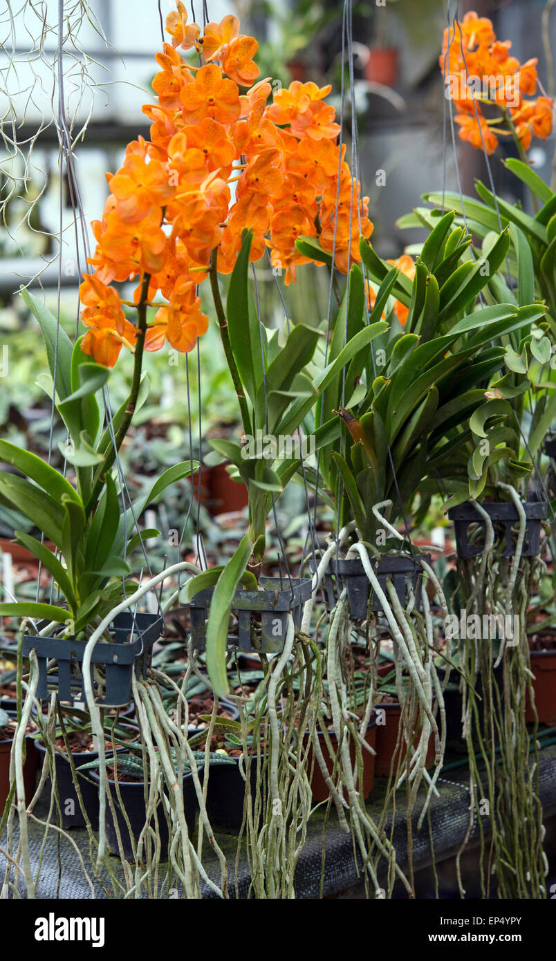 Grossraeschen, Germany. 08th Apr, 2015. An orchid, carrying the botanical name Ascocenda Orange Thai, blossoms in the greenhouse of orchids grower Hans-Joachim Wlodarczyk in Grossraeschen, Germany, 08 April 2015. Photo: Patrick Pleul/dpa/Alamy Live News Stock Photo
