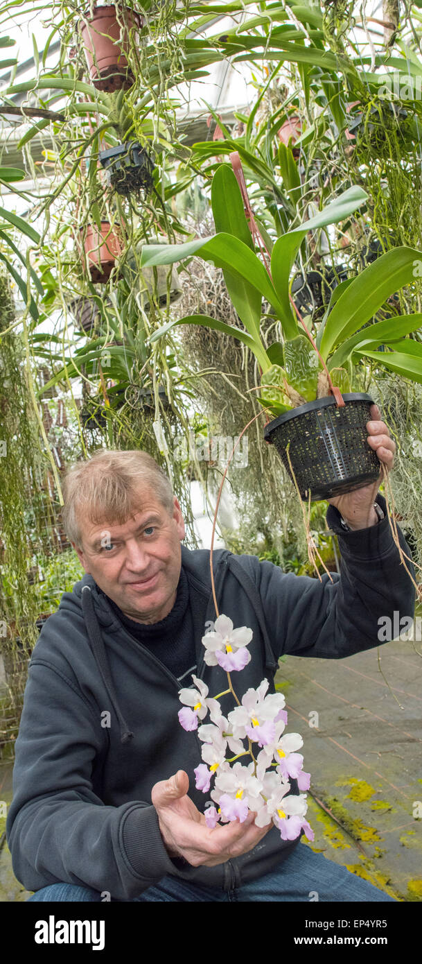Grossraeschen, Germany. 08th Apr, 2015. Orchids grower Hans-Joachim Wlodarczyk stands in his greenhouse and holds an orchid, carrying the botanical name Cuitlauzina pendula, in Grossraeschen, Germany, 08 April 2015. Photo: Patrick Pleul/dpa/Alamy Live News Stock Photo