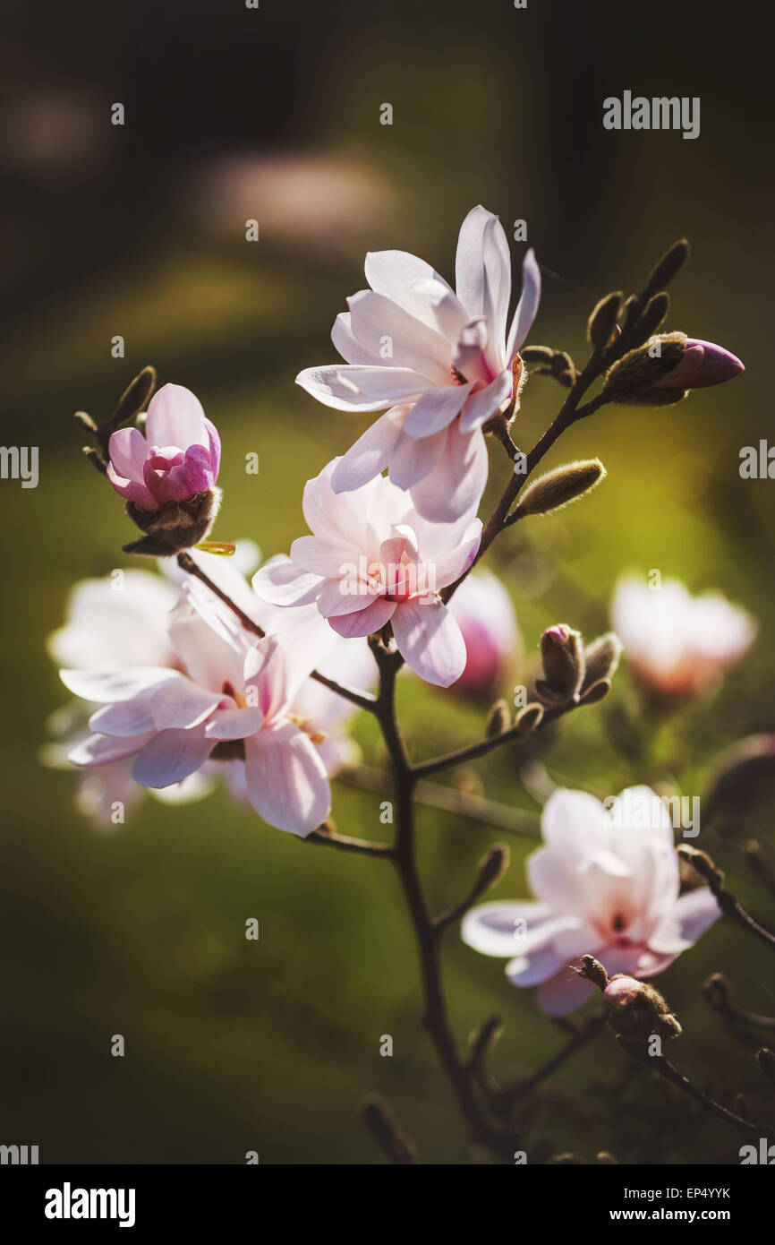 magnolia flower in the park on dark background Stock Photo - Alamy