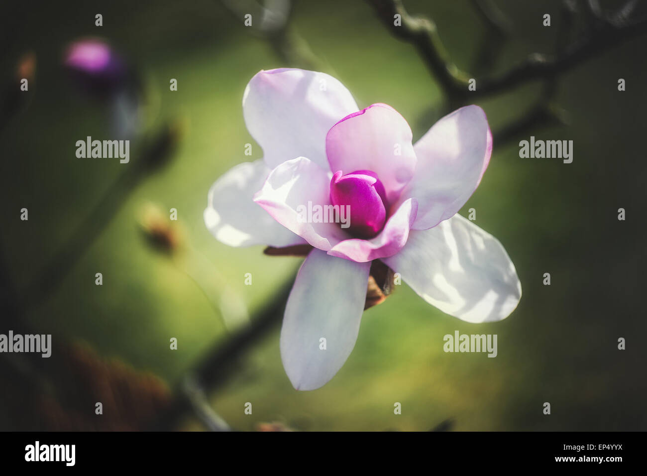 Magnolia tree isolated hi-res stock photography and images - Alamy