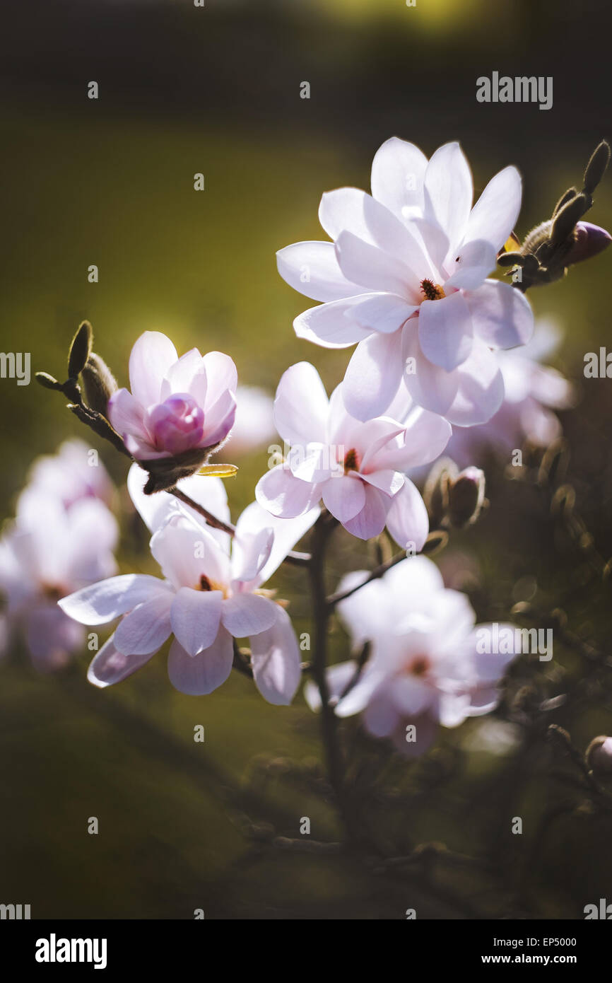 magnolia flower in the park on dark background Stock Photo - Alamy