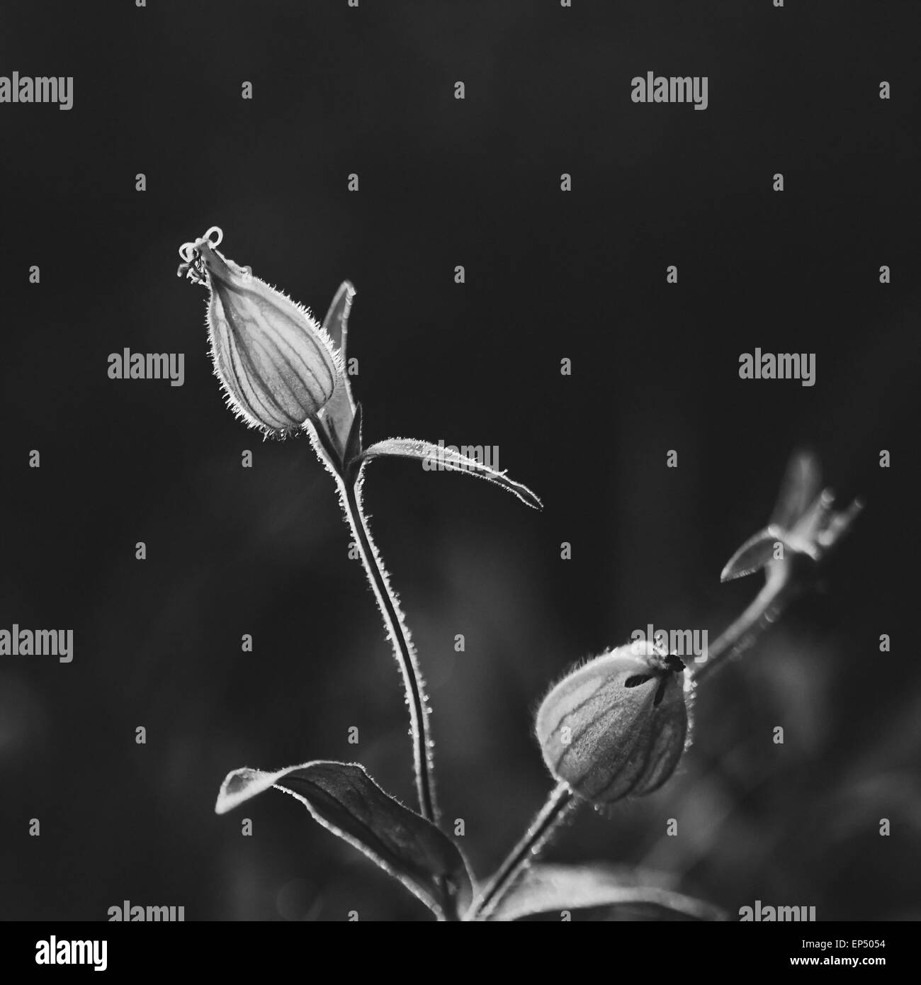 Seasonal nature beauty Black and White Stock Photos & Images - Alamy