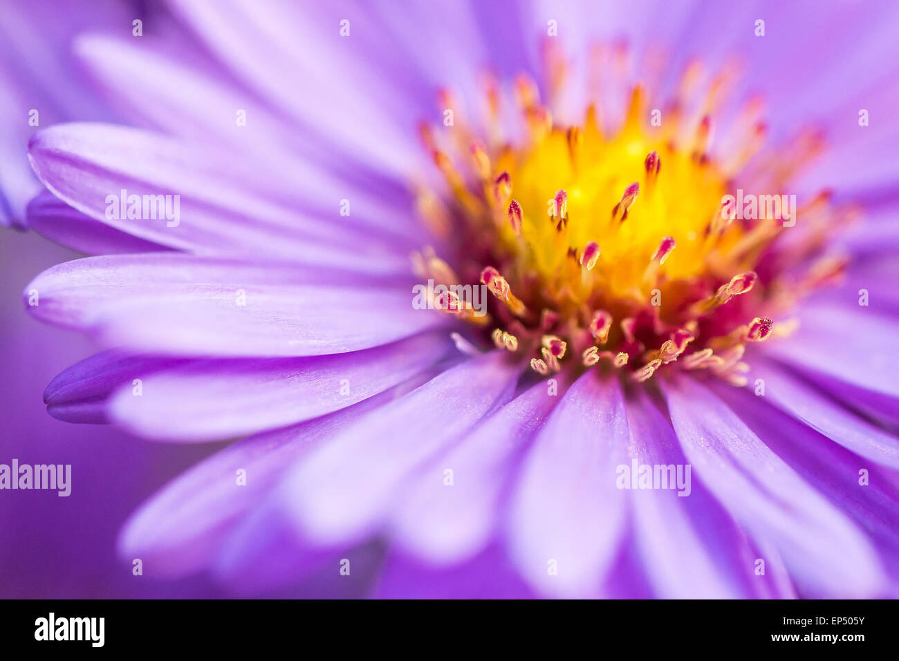 closeup violet aster flower background Stock Photo