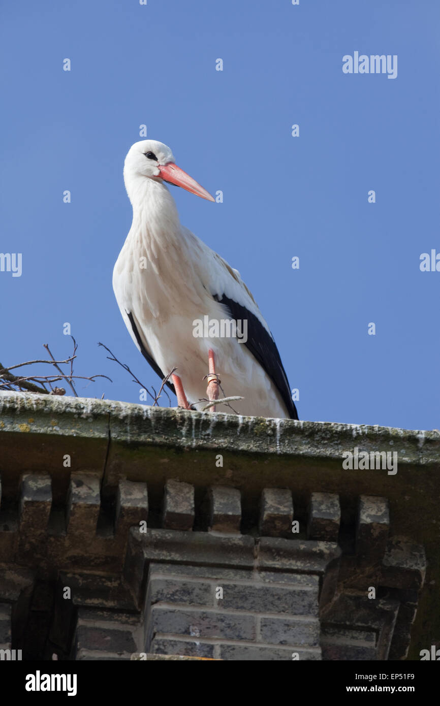 White Stork (Ciconia ciconia). Nesting on top of a chimney stack. Thrigby Hall Wildlife Gardens