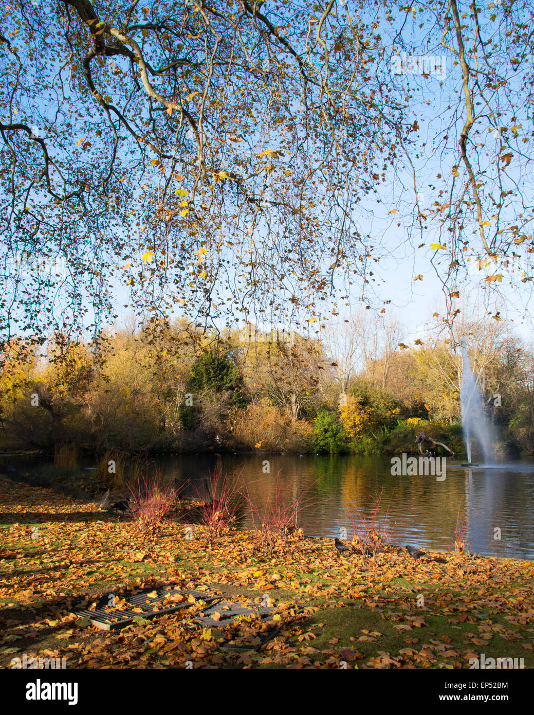 Fall autumn season in the forest Stock Photo - Alamy