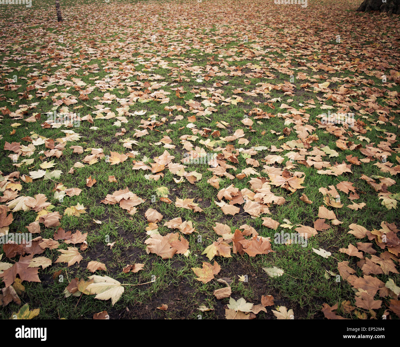 Fall autumn season in the forest Stock Photo - Alamy