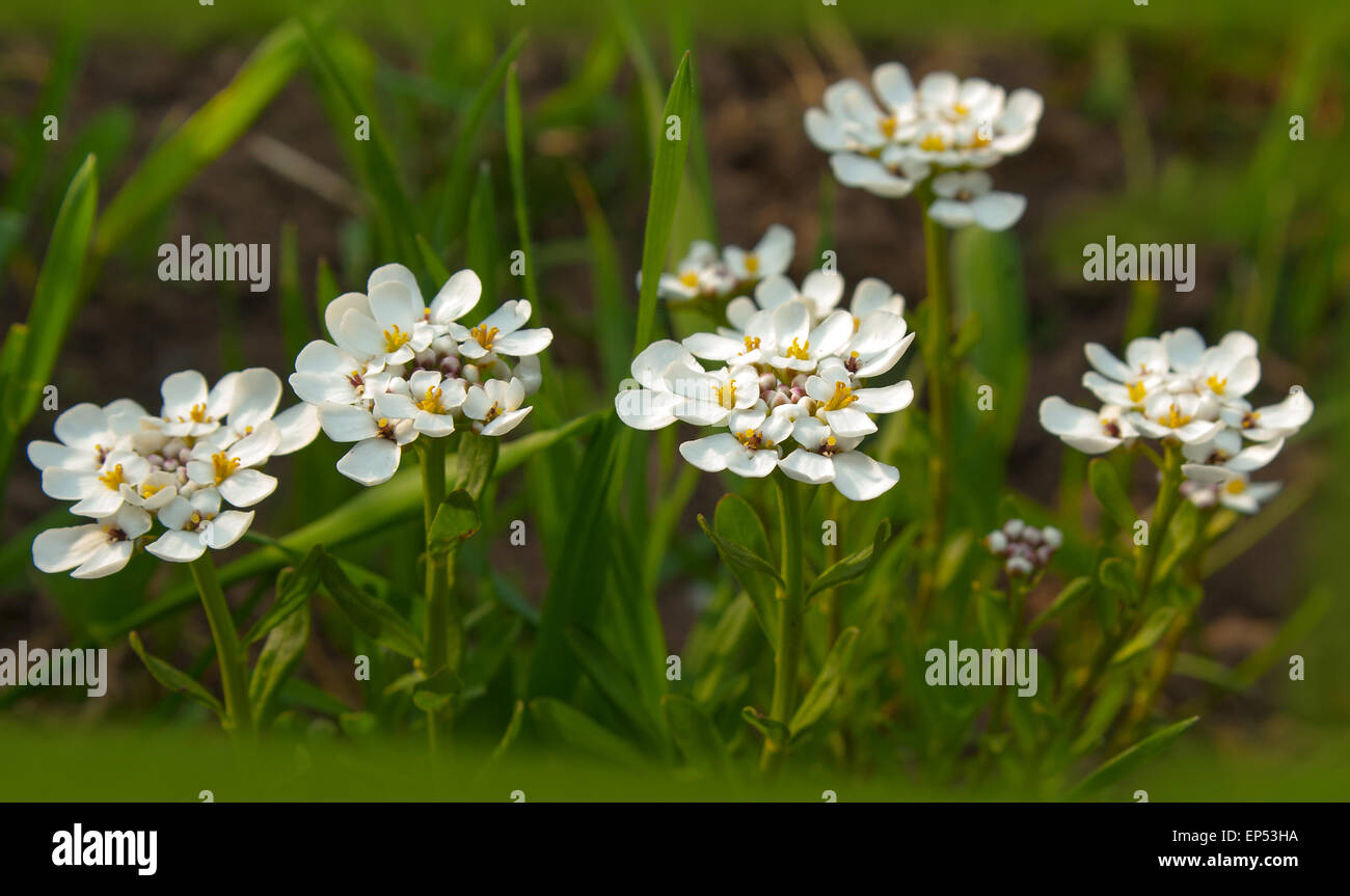White iberis flowers (Iberis umbellata). Stock Photo