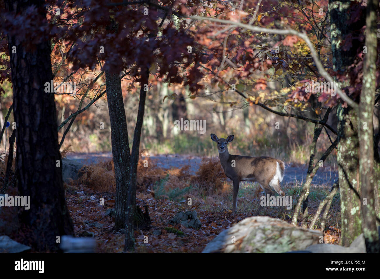 Deer in fall setting, Pennsylvania,USA Stock Photo