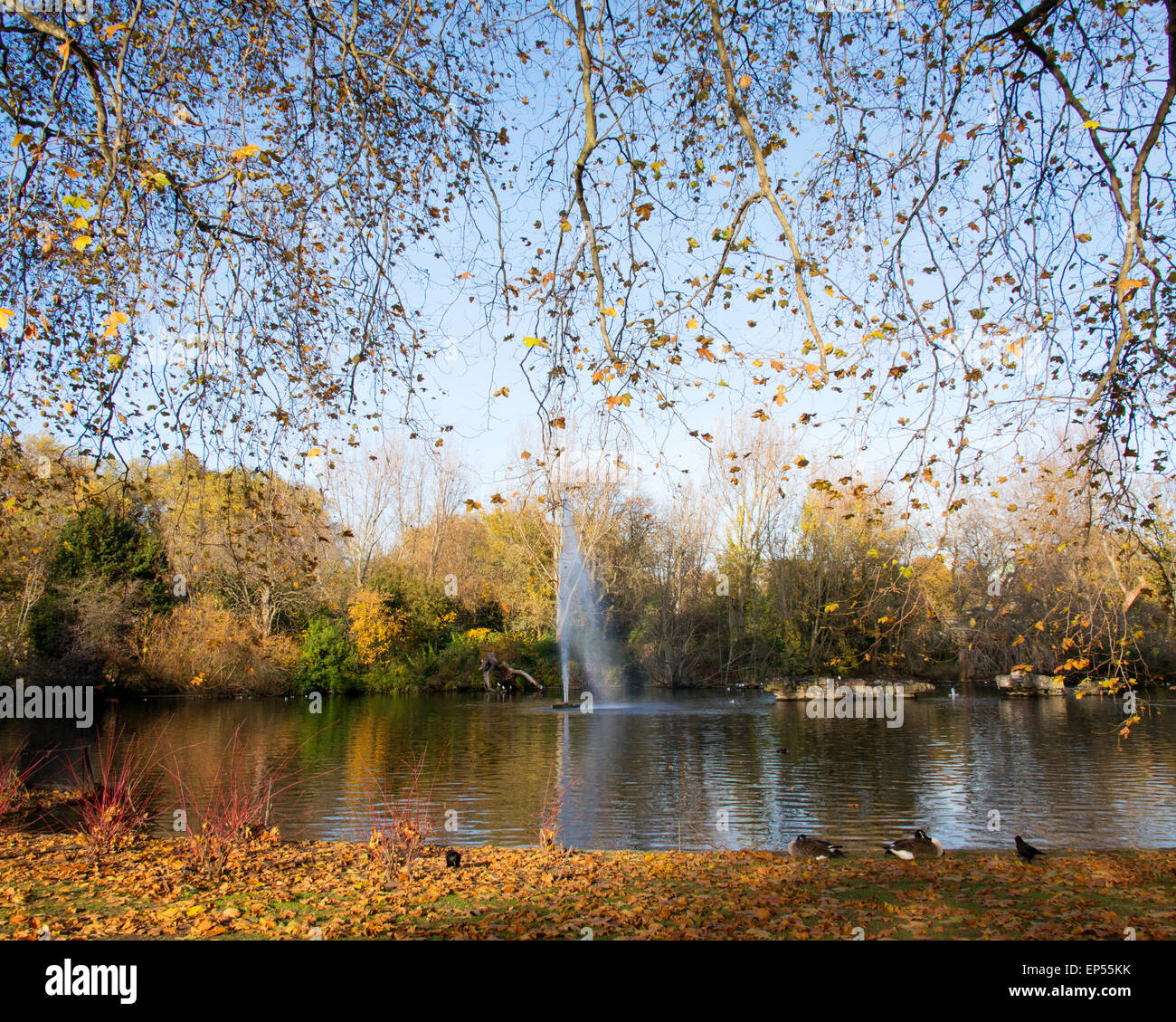 Fall autumn season in the forest Stock Photo - Alamy