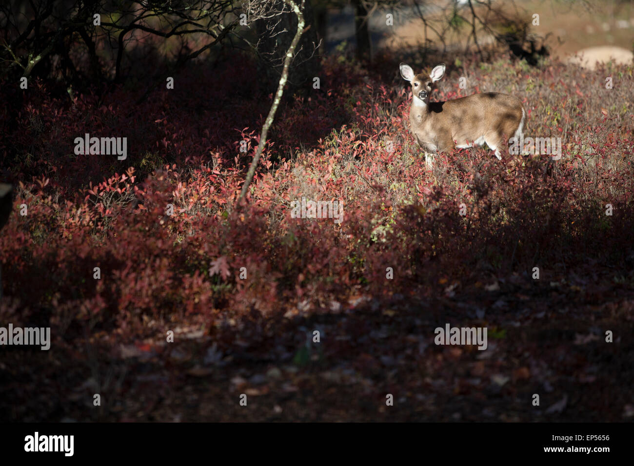 Deer in fall setting, Pennsylvania,USA Stock Photo