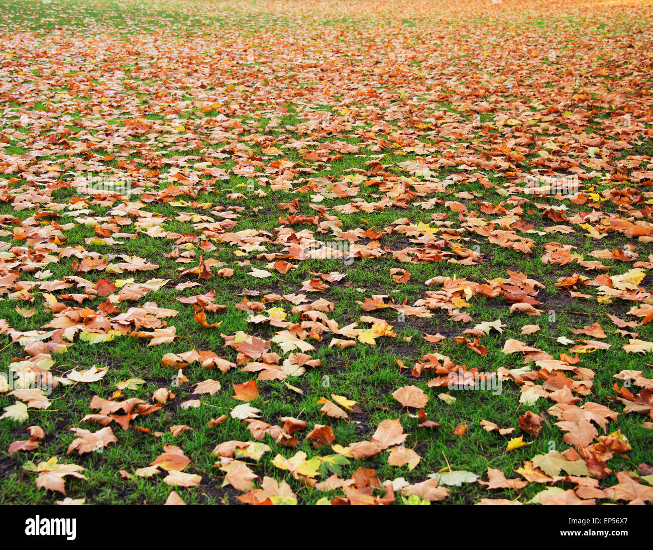 Fall autumn season in the forest Stock Photo - Alamy
