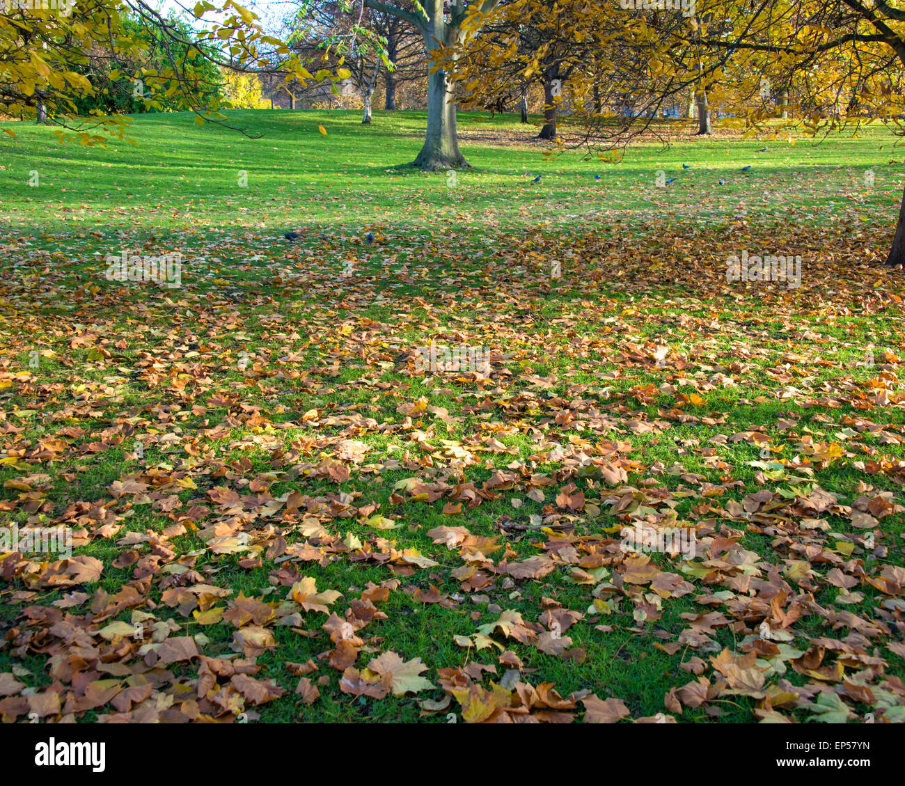 Fall autumn season in the forest Stock Photo - Alamy
