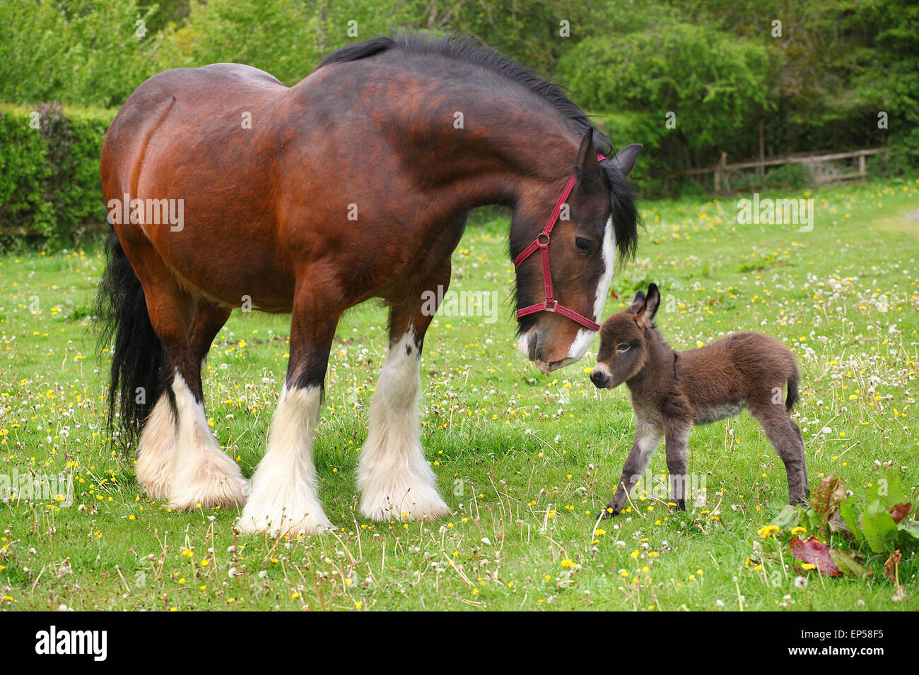 Dartmoor pony centre hires stock photography and images Alamy