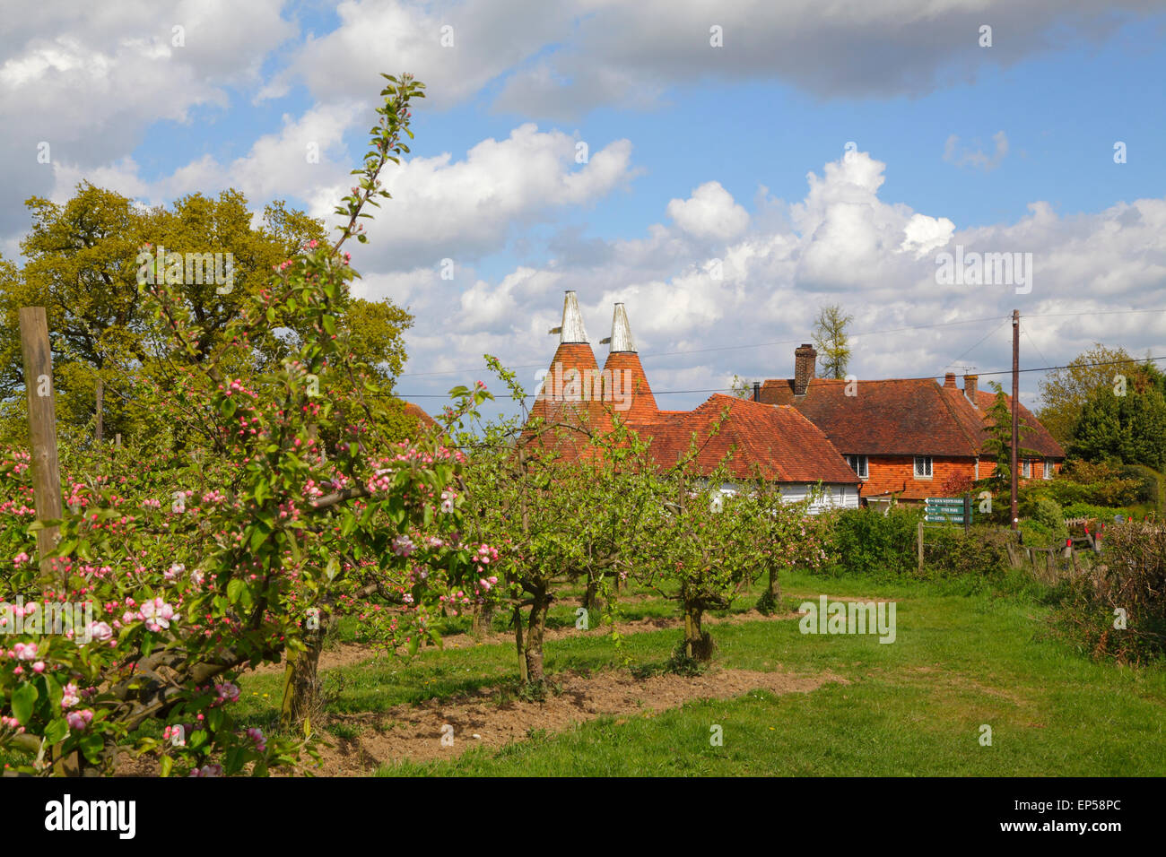 Picturesque Oast Houses and Apple Blossom Kent, UK, England, Britain, GB Traditional Kent countryside scene. Typical Kentish scenery. Kent Oast Stock Photo