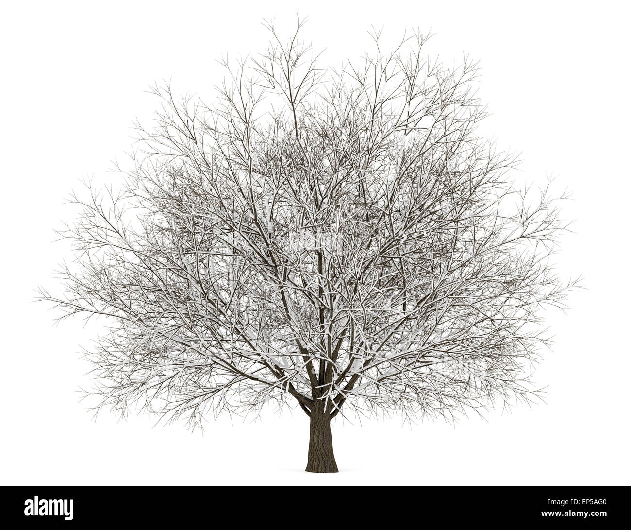 winter hornbeam tree isolated on white background Stock Photo - Alamy