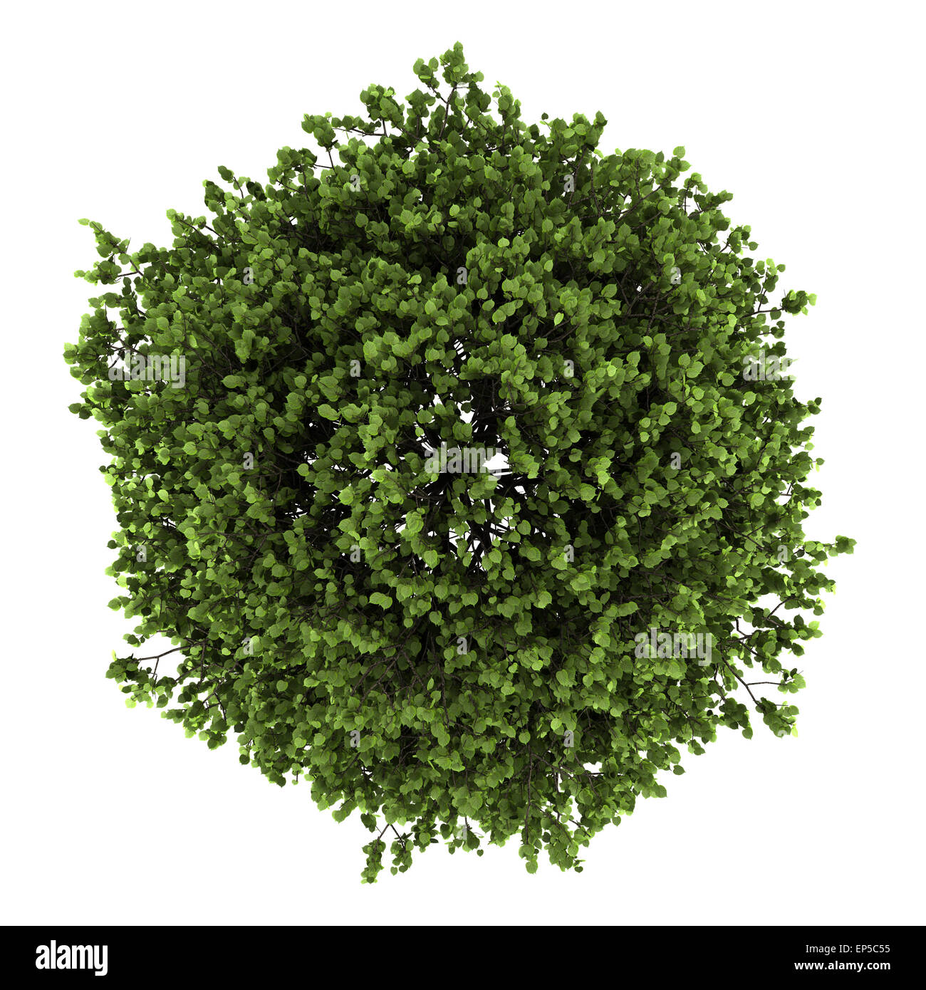 Top view small bright Cut Out Stock Images Pictures Alamy