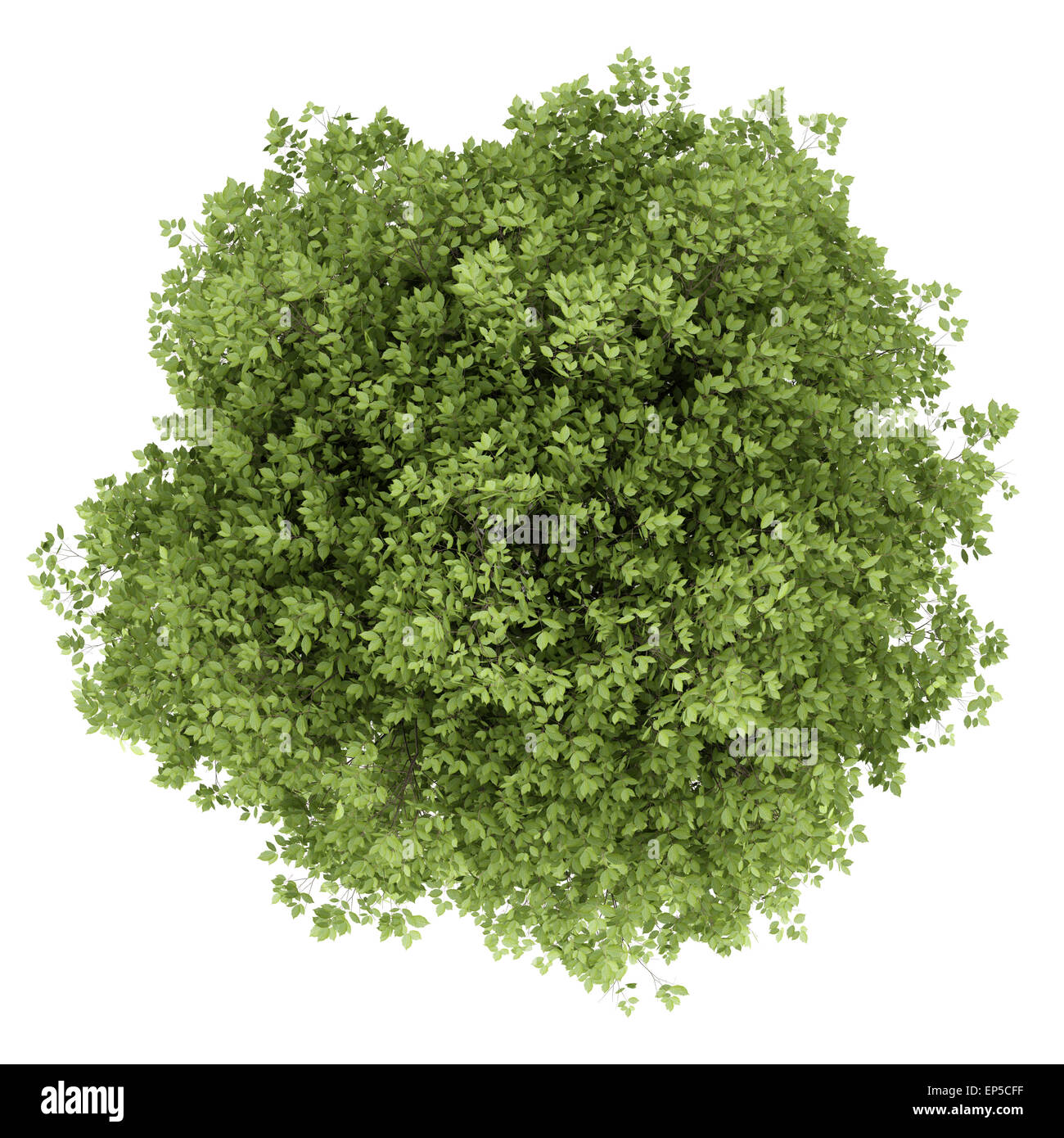 top view of hornbeam tree isolated on white Stock Photo