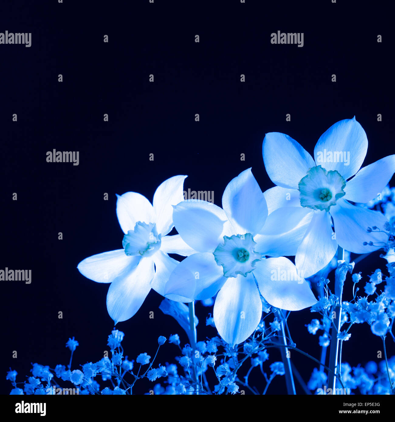 Blue narcissus on a black background Stock Photo