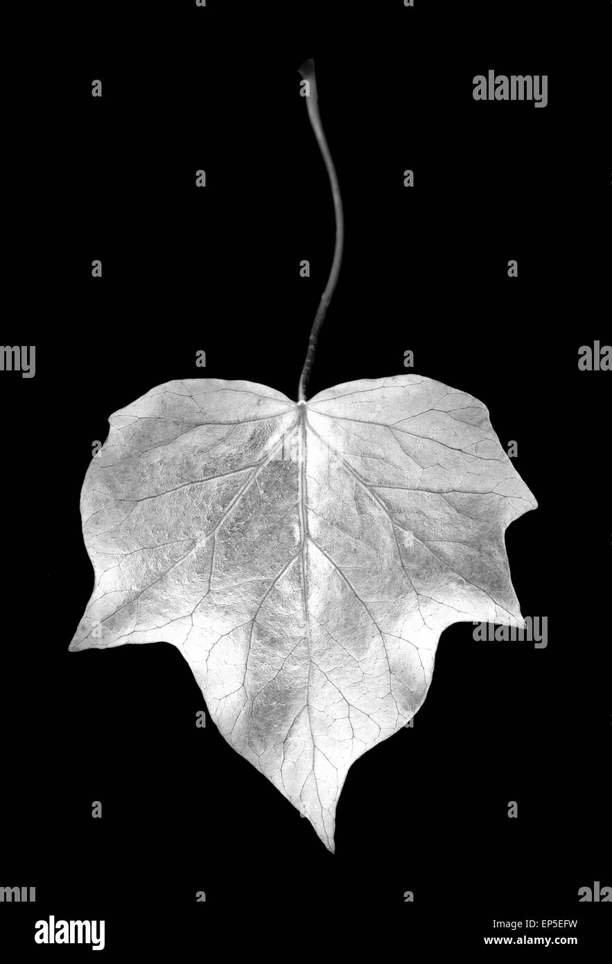 digital photogram of ivy leaf studio cut out Stock Photo