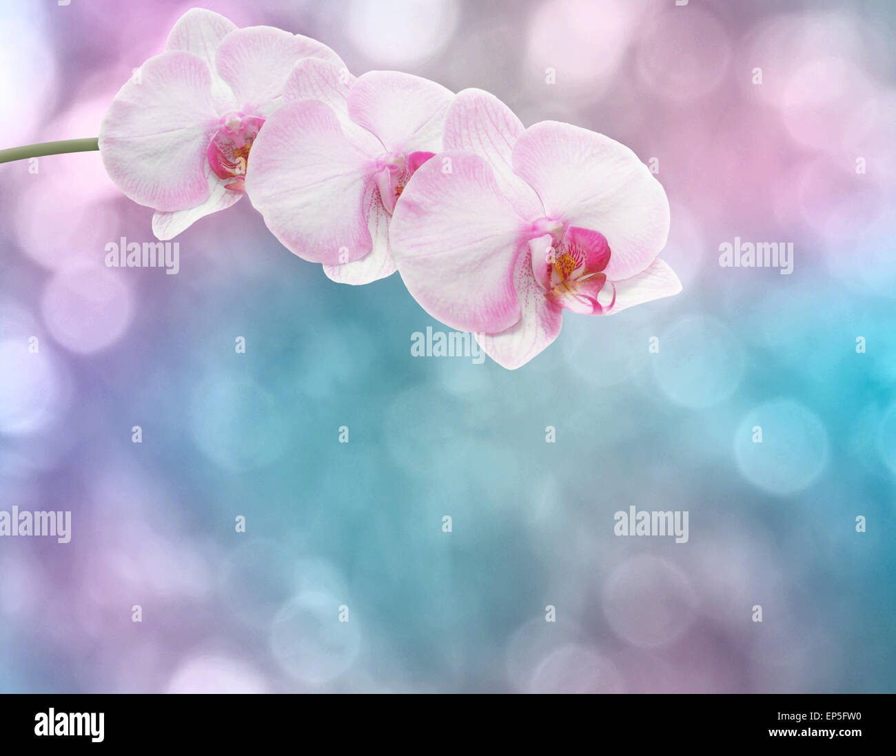 Beautiful pink orchid branch on an abstract background of a delicate ...