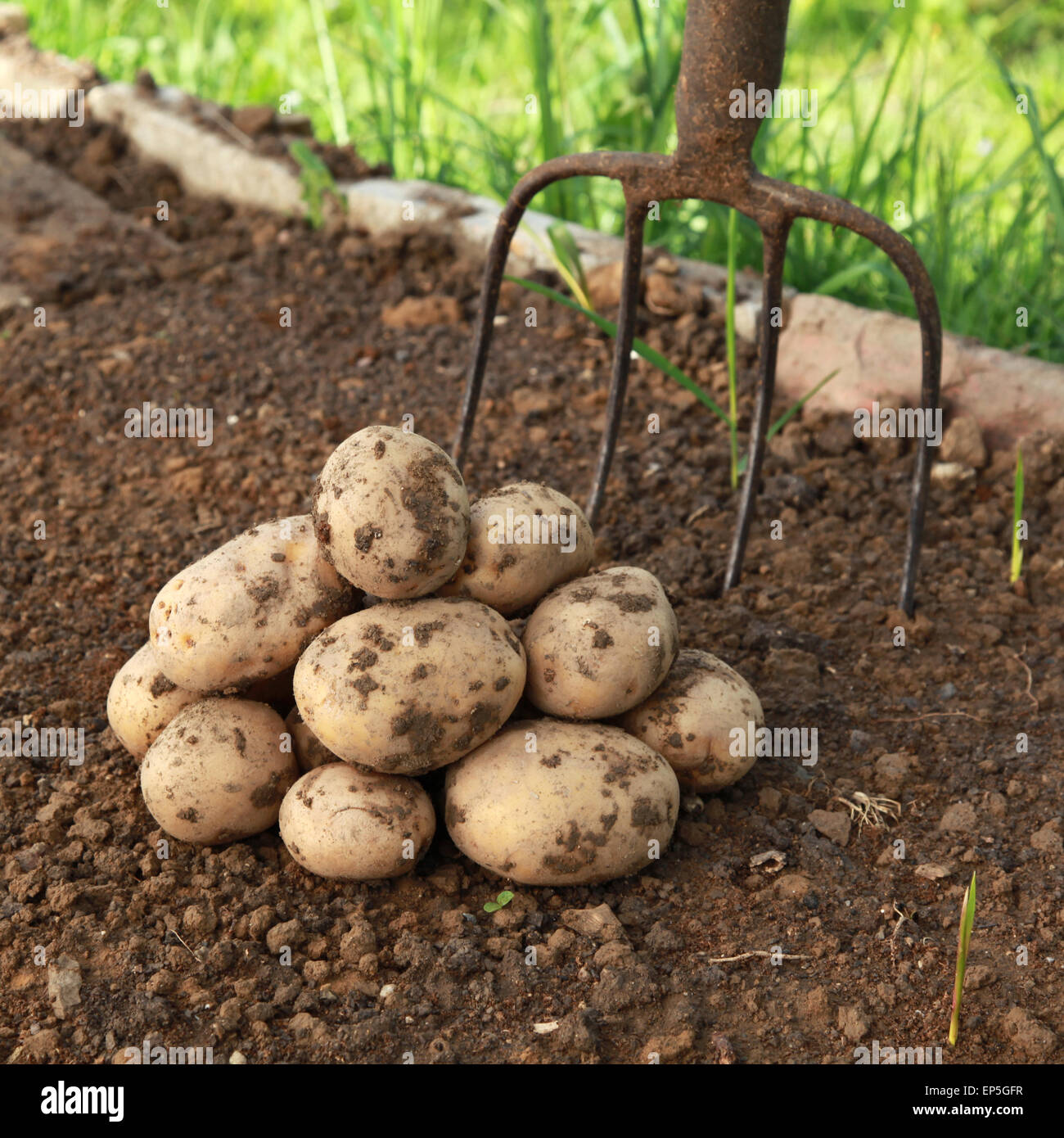 Kartoffeln Ernten Wann Galerien | In The Wake of Neilgunn