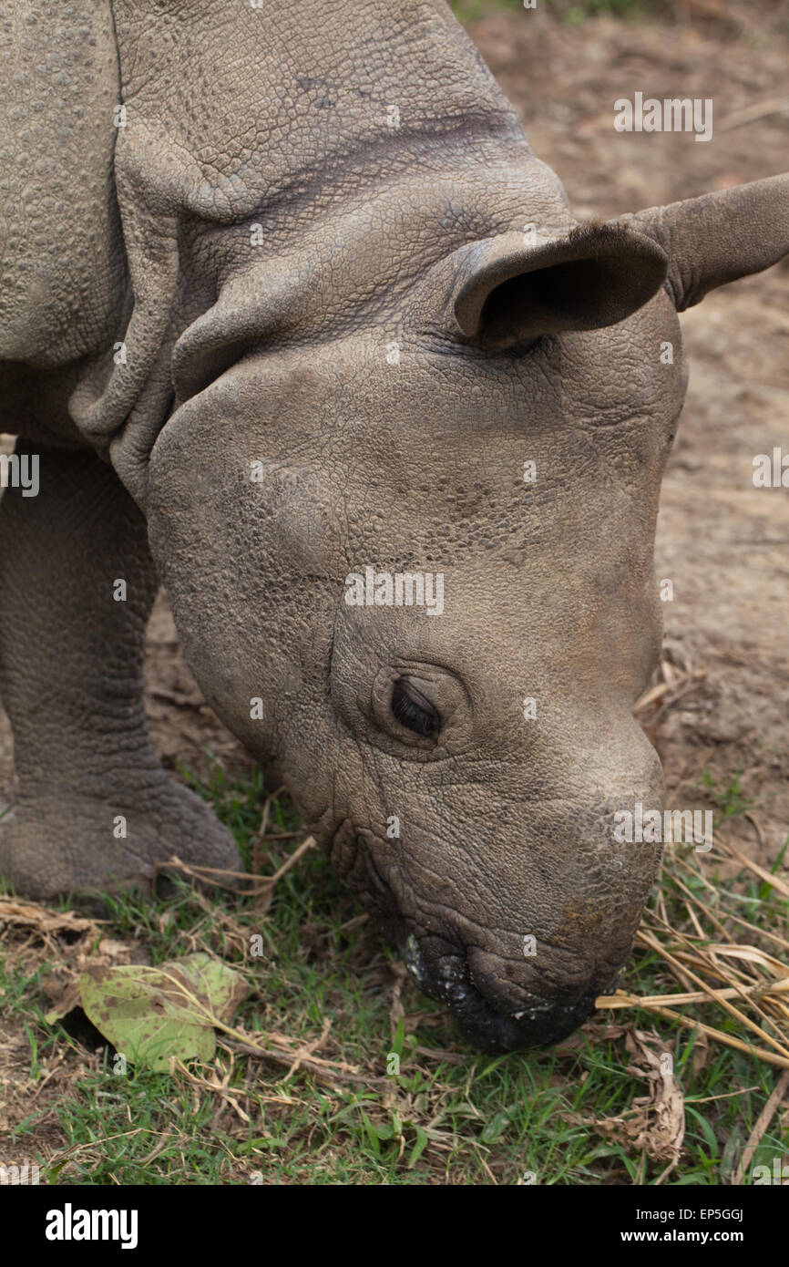 Greater One-horned Asian, or Indian Rhinocerus (Rhinoceros unicornis).  Young four year old, immature, animal. Horn to grow. Stock Photo