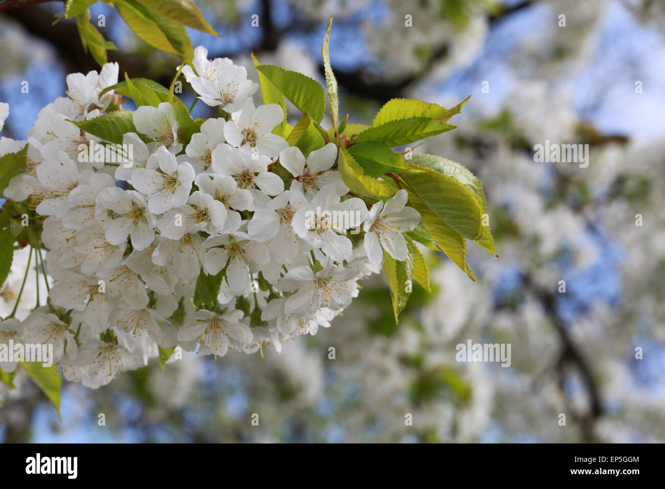 Blühender Kirschbaum Stock Photo