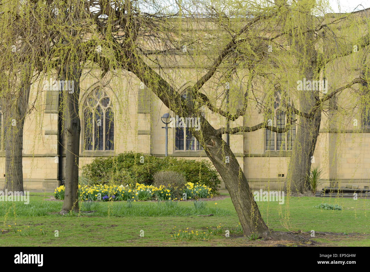 A view through the willow trees at Dewsbury Minster, West Yorkshire Stock Photo