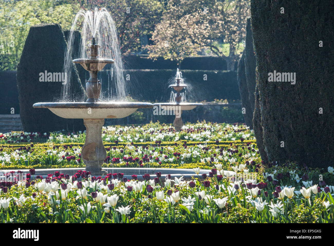 Tulips and fountains on the terrace of Bowood House in Wiltshire. Stock Photo