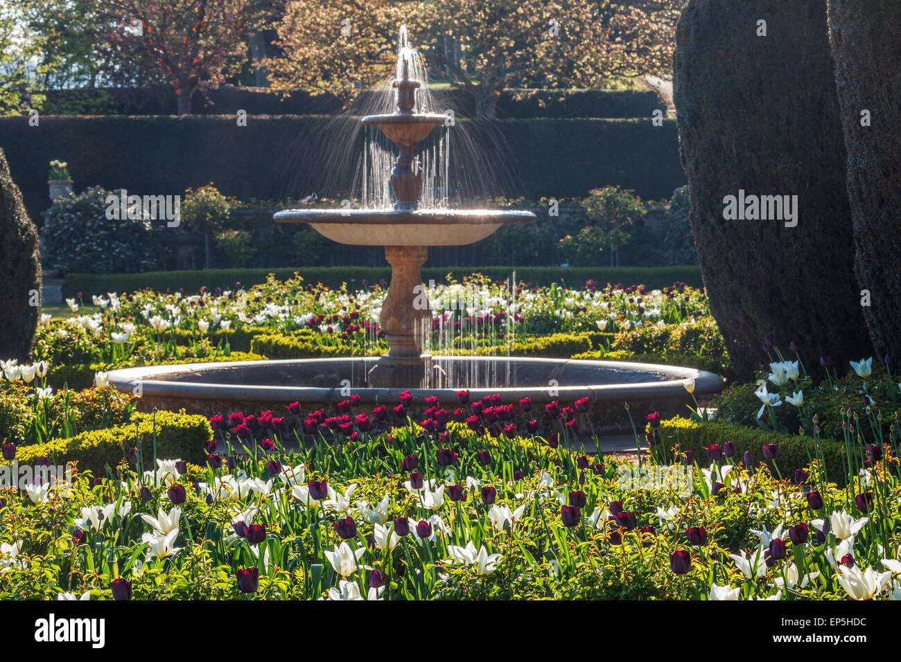 Tulips and fountain on the terrace of Bowood House in Wiltshire. Stock Photo