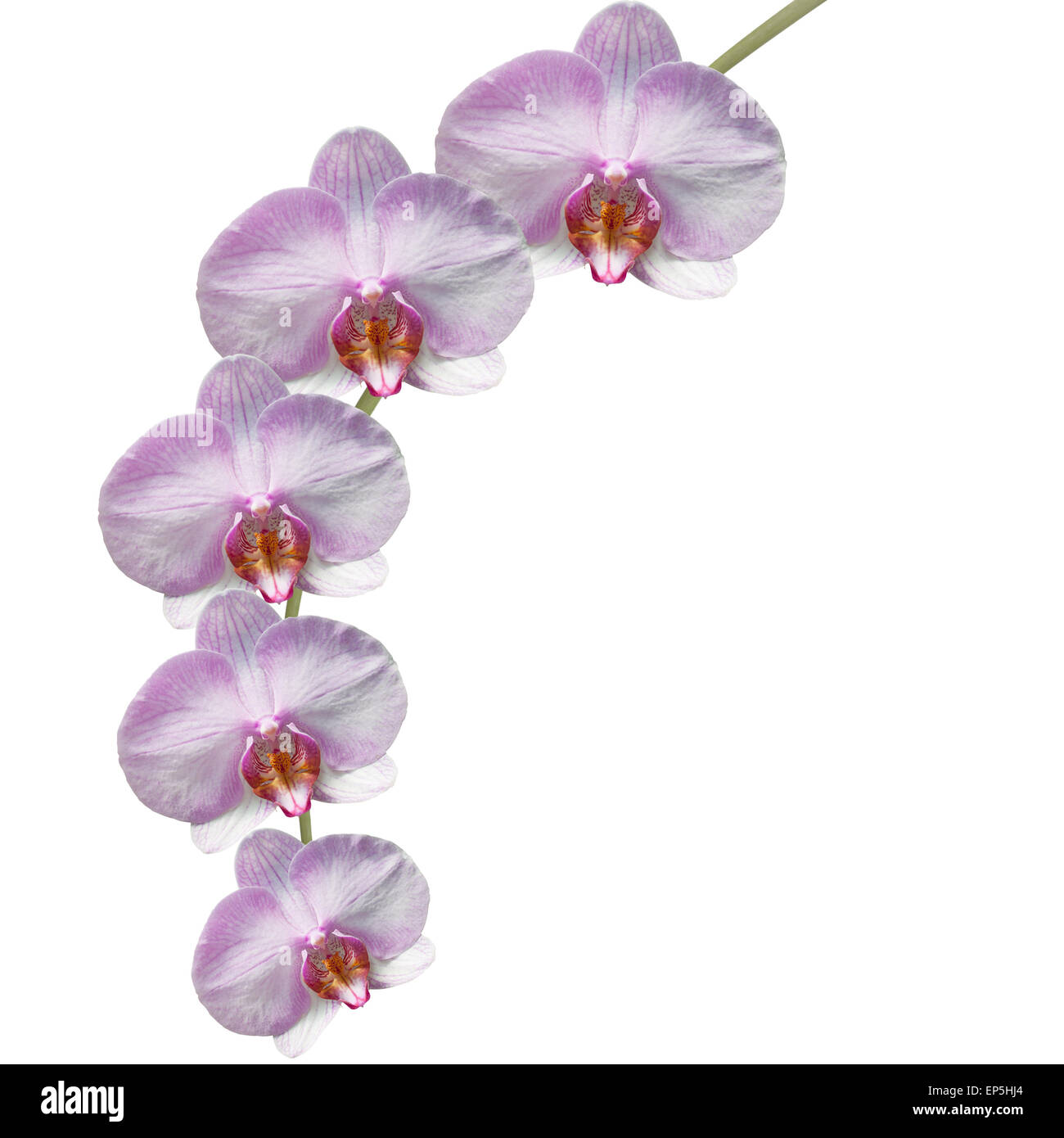 Beautiful pink orchid branch isolated on white background Stock Photo ...